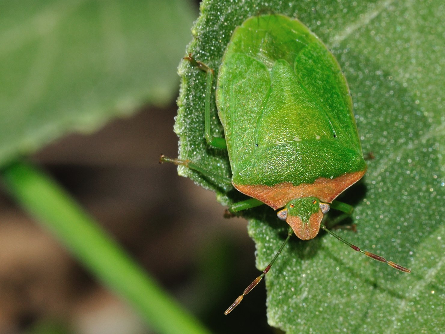 Nezara viridula f. torquata